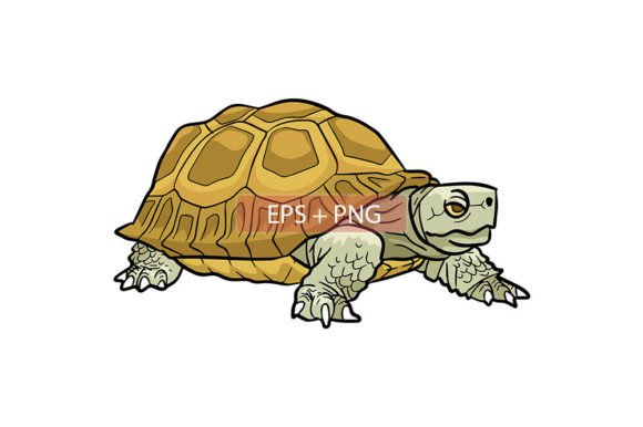 Download Tortoise Animal Illustration - Animal illustration Collection